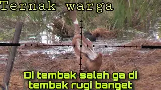 Berburu nyaris kena HEEADSHUTT ternak warga kalok kena bisa di...