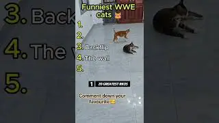 Feline Fury: The Craziest Cat WWE Moments