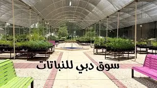 Dubai Plants Souk سوق دبي للنباتات