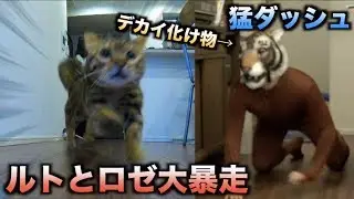 ガチトラウマ！！猫たちに化け物ドッキリしたら予想以上にヤバかった