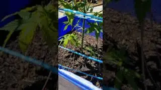 Day 65 Cannabis Grow Low Stress Training With Pine Needles Update.