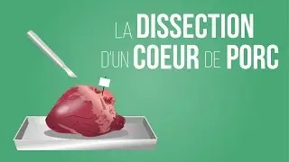 La dissection d'un coeur de porc  | Sciences | Alloprof