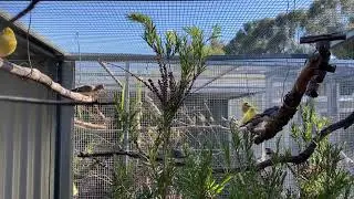 Aviary canaries singing