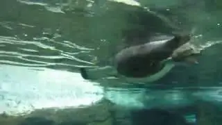 Flying penguins