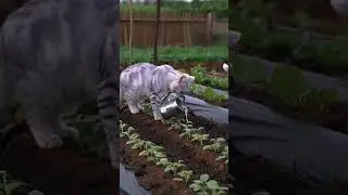 Cat farming #savepets #goviral #trending #trendingshorts #wildlife #animalphotos #cat #animals