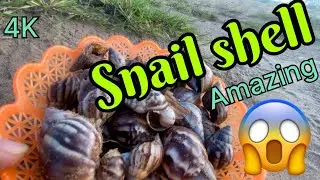 Walking and Collecting Beautiful Shells 🐚 on Sandy Beach Field | Catch Snails| 4K