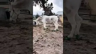 This New Horse Shoes Is Changing Everything 🐴