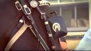 Stop Horsing Around