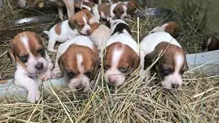 12 hungry BEAGLE babies calling for momma Molly