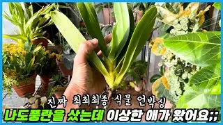 고수들만 사용하는 나도풍란 안죽게 심어 키우는 방법!! 올해 최최최종 식물 언박싱;;