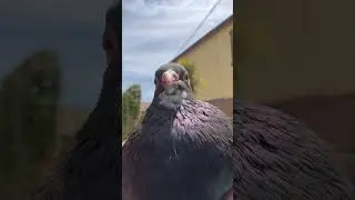 Meet the rest of the team #pigeon #pigeonlover #freeflybird