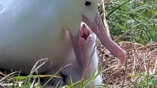 Royal albatross~😍 Close ups from the adorable chick and Dad. 🐙oil is served~2:53 PM 2026/02/03