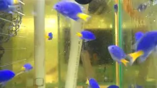 Damselfish - Yellow Tail Blue *Marine