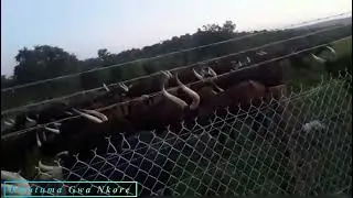 Ente Ze Nyankore. OMUTUMA GWA NKORE 🇺🇬