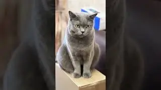 😩 Evil cat 😤#short #cat #kitten #evilcat