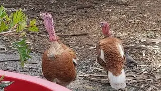 THE BUFF TURKEY