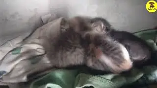Three newborns cute kittens 😘#cat #cute #shortsviral #trending #cat #mather cat👉 Pets 4 You 👈