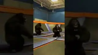 5 Realistic Gorilla chubsuits go to a Trampoline Park