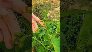Fireweed: Amazing Properties and Uses of the Herb
