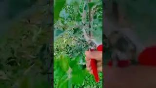summer pruning in progress #grafting #farming #pruning