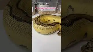 Ball Python モルフ 紹介 #30 #ボールパイソン #かっこいい #へび #deureptiles #バキバキ #clown #blade #かわいい