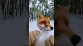 Baby's FIRST Reaction to Meeting a Fox Cub in Snowy Bamboo Forest Will MELT Your Heart