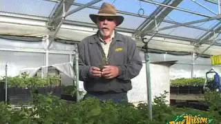 Dave Wilson Nursery Greenhouse Tour