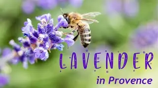 Blooming Beauty | Inside Provence's Lavender Paradise
