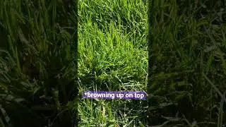Precision Kill of Poa Triv (Day 8)