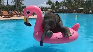 🐾 Animals on Water Adventures! 🌊 | Animals Riding Boats, Surfboards & Jet Skis