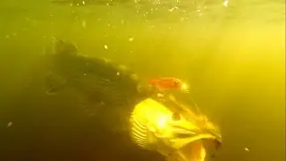 Fishing: bright vs dark pike attack StrikePro Wolf Tail under water. Рыбалка щука атакует.