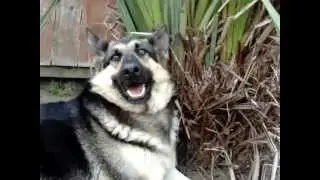 DERP DOG INTRODUCED TO THE INTERNET!