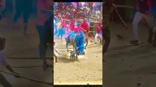 kangayam kings ⚔️therikum aattam #jallikattu #kaalai  #trending #videos