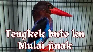 Berinteraksi dengan tengkek udang biar tambah jinak #tengkekbuto #burung #aviary
