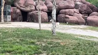 Gazelles at the St. Louis Zoo! 
