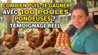 Combien puis je gagner avec 100 poules pondeuses  Témoignage réel