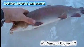 Рыбалка по Первому Льду 2025!!! Огромный Ленок как Дал!!!!Чуть Удочку в Лунку не Утащил!!! #fishing