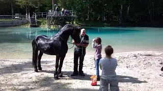 Testimonials For Larry Surrett's Online Horse Training Video Library!