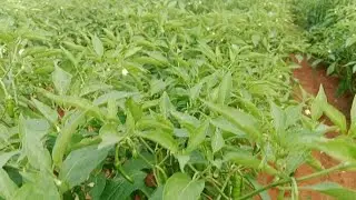 The green pepper crop of 100081 has been harvested well.