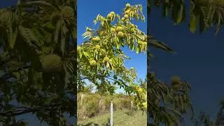 Chestnut tree grown from seed of Dunstan Parents. #lakeeriechestnuts