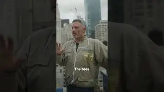 New York City Bee Keeper Has Over 100 Hives #newyork #beekeeping #bees #honey #shorts