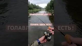 Нетипичный спот 🎯 Голавль клюнул сразу! Размер - не главное 🤣🎣