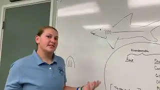 Facebook LIVE Shark Class (Barrier Island Environmental Education Center)