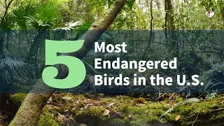 Top 5 Endangered Birds in the US - Cuddly Pals