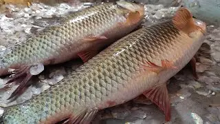 Bangladeshi Traditional Rohu Fish Cutting Style