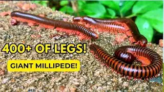 Unbelievable Giant Millipede Swarm &ndash; Thousands of Legs Crawling in Perfect Sync