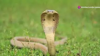 The Hidden Lives of Bulgaria&rsquo;s Reptiles: From Snakes to Lizards #animal2024 #wildlife