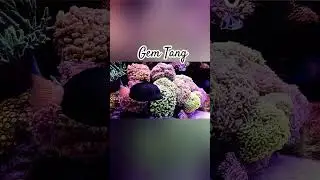 Gem Tang #saltwatertank #aquarium #reeftank #aquascape #corals #tangpolice #tangs #tankboss #gemtang
