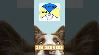 CKC Dog Facts #13 #shorts