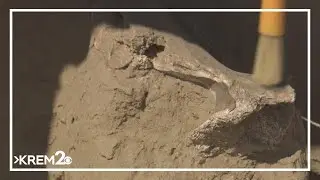 Tri-Cities volunteers slowly digging up Mammoth remains